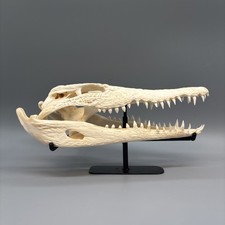 Original Krokodilschädel