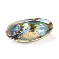 Regenbogen Abalone (Paua)