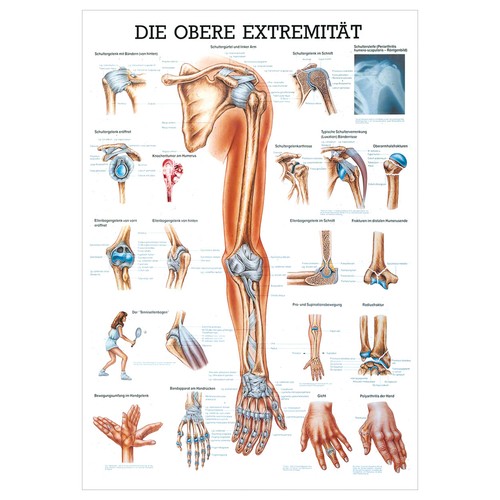 Obere extremität lehrtafel - extremität,
