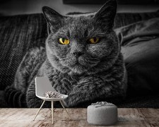 3D Britisch Kurzhaar Q5076