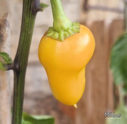 Paprika midas samen - paprika,