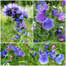 Blauer Natternkopf - Bienenweide mit langer Blütezeit - Wildblumen Blumen Samen