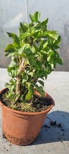 Holunder-Prebonsai,  Schwarzer