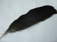1 Stück Raben Krähe Feder