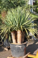 Kanarischer Drachenbaum - Dracaena Draco, Jungpflanze