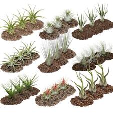 Exotenherz - 1 Riesen-Set mit 27 Tillandsien in mindestens 9 Sorten 