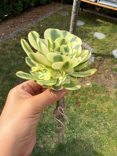 Aeonium maybach variegated - maybach,