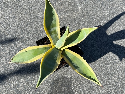 Agave sehr schön