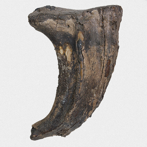 Fossil backenzahn unterkiefer - backenzahn,