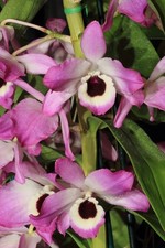 Dendrobium nobile Orchidee