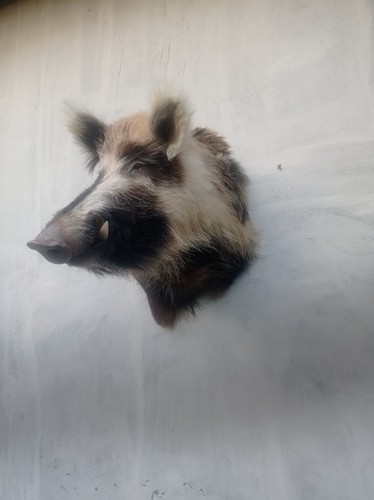 Großes wildschwein - großes,