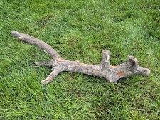 64 cm XL Treibholz Schwemmholz