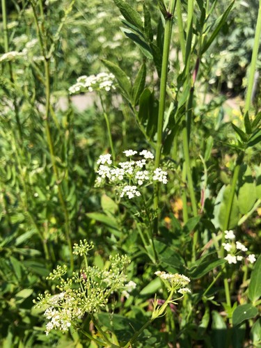 Zuckerwurzel skirret altes - skirret,