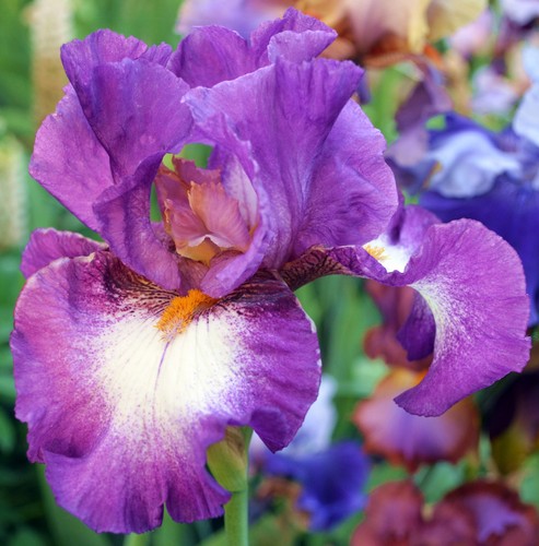 Schwertlilie bartiris iris - schwertlilie,