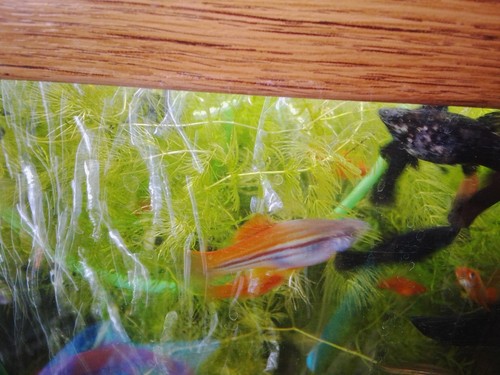 Hornkraut pflanze aquarium - hornkraut,