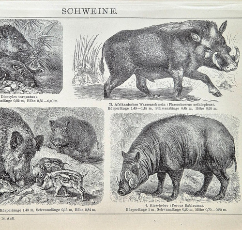 Alte lithographie schweine - lithographie,,