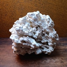 Echte Riffkoralle – ca. 2,6