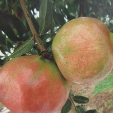 Punica granatum 'Valenciana'-