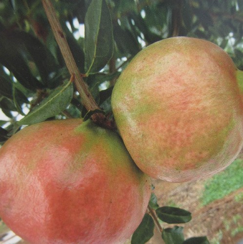 Punica granatum valenciana - granatum, 'valenciana'-