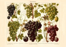 Weintrauben historischer Druck