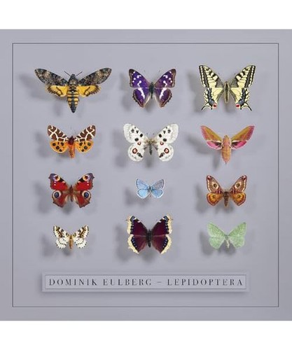 Lepidoptera
