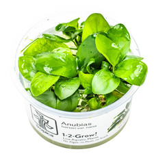 Anubias barteri nana 1-2-Grow! In-Vitro | Zwergspeerblatt – Aufsitzerpflanze