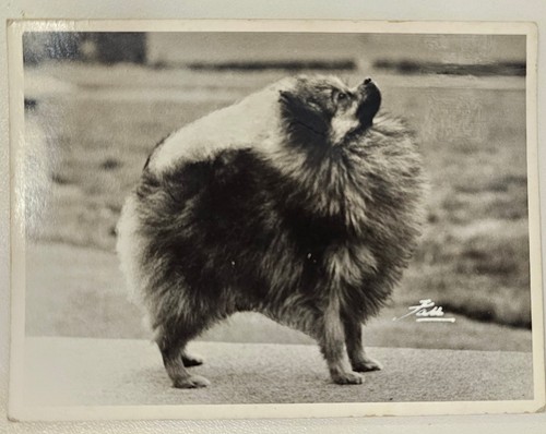 Original vintage foto - original,