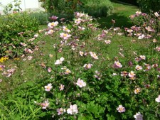 5 Pflanzen der japanischen Anemone rosa