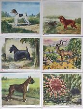 12 x Voss Margarine  Sammelbilder Kunstbilder Band IV / Hunde , Wirbeltiere usw.