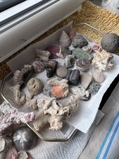 Sammlung Fossilien Korallen echte versteinerte Muscheln Meeresfunde Natur Deko