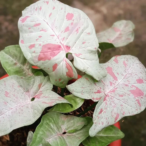 Syngonium vine arrowhead milk - syngonium,