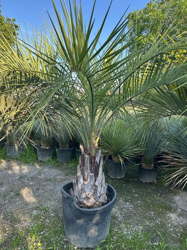 Palme butia capitata höhe - palme,