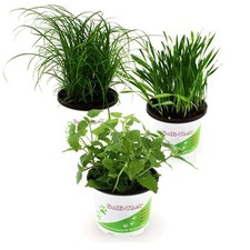 Frische Futterpflanzen für