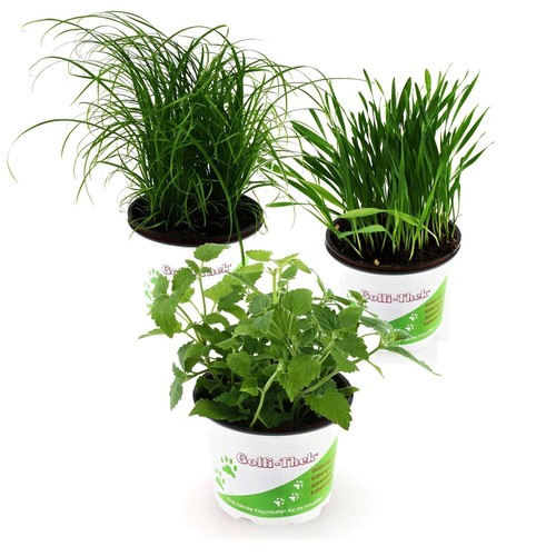 Frische futterpflanzen für - frische,