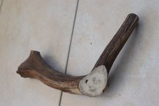 Abwurfstangen Damgeweih Geweihstangen Hirschhorn Hirschgeweih Damhirsch