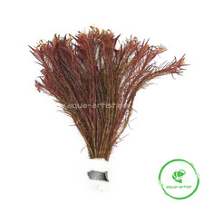 Rotala wallichii / Rotes Mooskraut – Aquariumpflanze im Bund