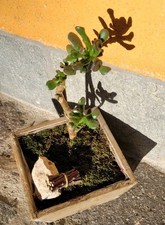 BONSAI Baum Bonsaigarten 25cm