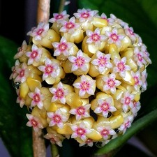 Hoya Wachsblume Hybrid Epc 1017 - Mega Rare Wunderschöne Duft Blattschönheit!