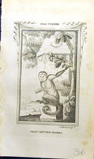 Antiker Druck grauer Kapuziner Affe Glocke Buffon Naturkunde Tier 1791 18.