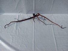 Aquariumwurzel Moorkienwurzel +1 Kleine Wurzel Gratis 