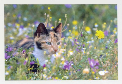 Postkarte katze neu - katze, 40
