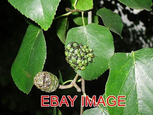 Foto sonning gewöhnliche - sonning,