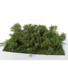 Gestrüpp Sommer Profiline ca