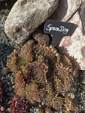 2x Kindel Sempervivum * Space