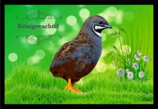 Fußmatte Schmutzfangmatte Wachtel Königswachtel F2362