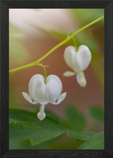 Weißes blutendes Herz Blumen