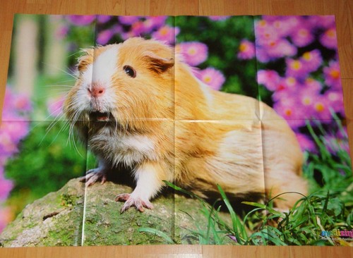 ✿RIESEN-Tier-Poster
