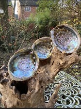 Abalone Muschel Perlmutt Paua