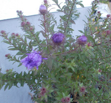 Herbstaster Lila winterharte Dauerstaude Bienen Sonne Halbschatten kein Mehltau