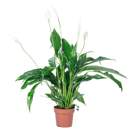 Einblatt blüten knospen - einblatt,